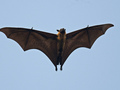 Największy na świecie nietoperz (Pteropus giganteus) o rozpiętości skrzydeł do 170 cm. Fot. Vijay Anand Ismavel, źródło: https://www.flickr.com/photos/ivijayanand/8680178537/in/set-72157624169963684, dostęp: 17.04.15